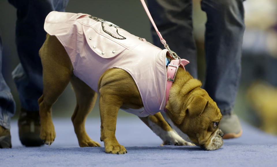 Harley, owned by Jon Clark, of Boone, Iowa, walks across stage during the 34th annual Drake Relays Beautiful Bulldog Contest, Monday, April 22, 2013, in Des Moines, Iowa. The pageant kicks off the Drake Relays festivities at Drake University where a bulldog is the mascot. (AP Photo/Charlie Neibergall)