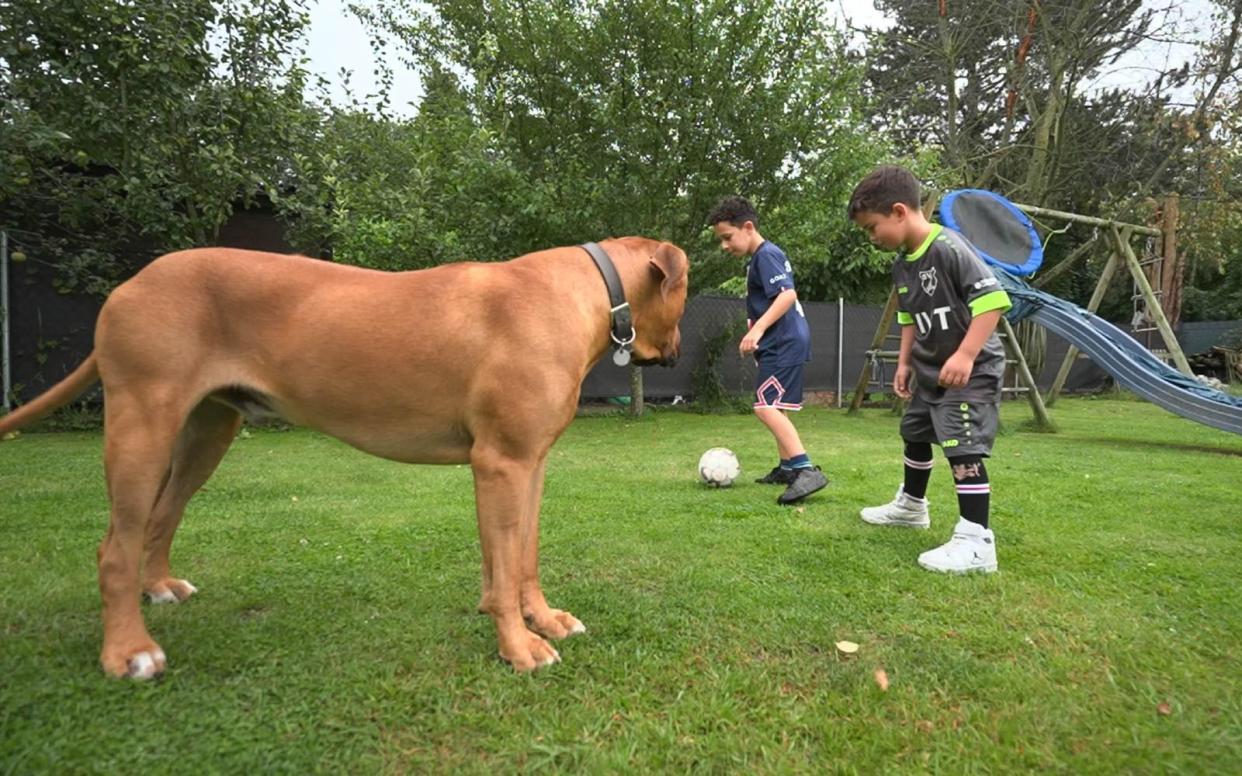 Der 55-Kilo-Hund kontrolliert die Bewegungsfreiheit seiner Menschen. (Bild: RTL)