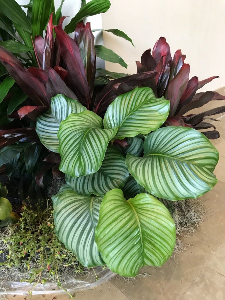 Calathea, sometimes called prayer plant, can be found in a multitude of shapes and colors.