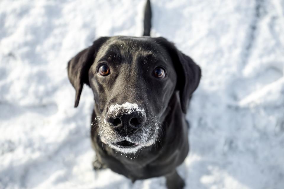 a black labrador in winter