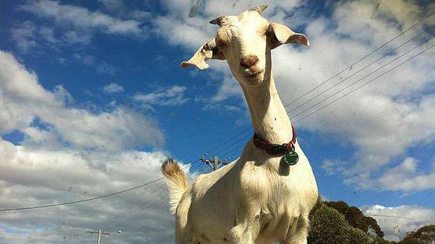 Gary the Goat poses for a photo. Source: Facebook