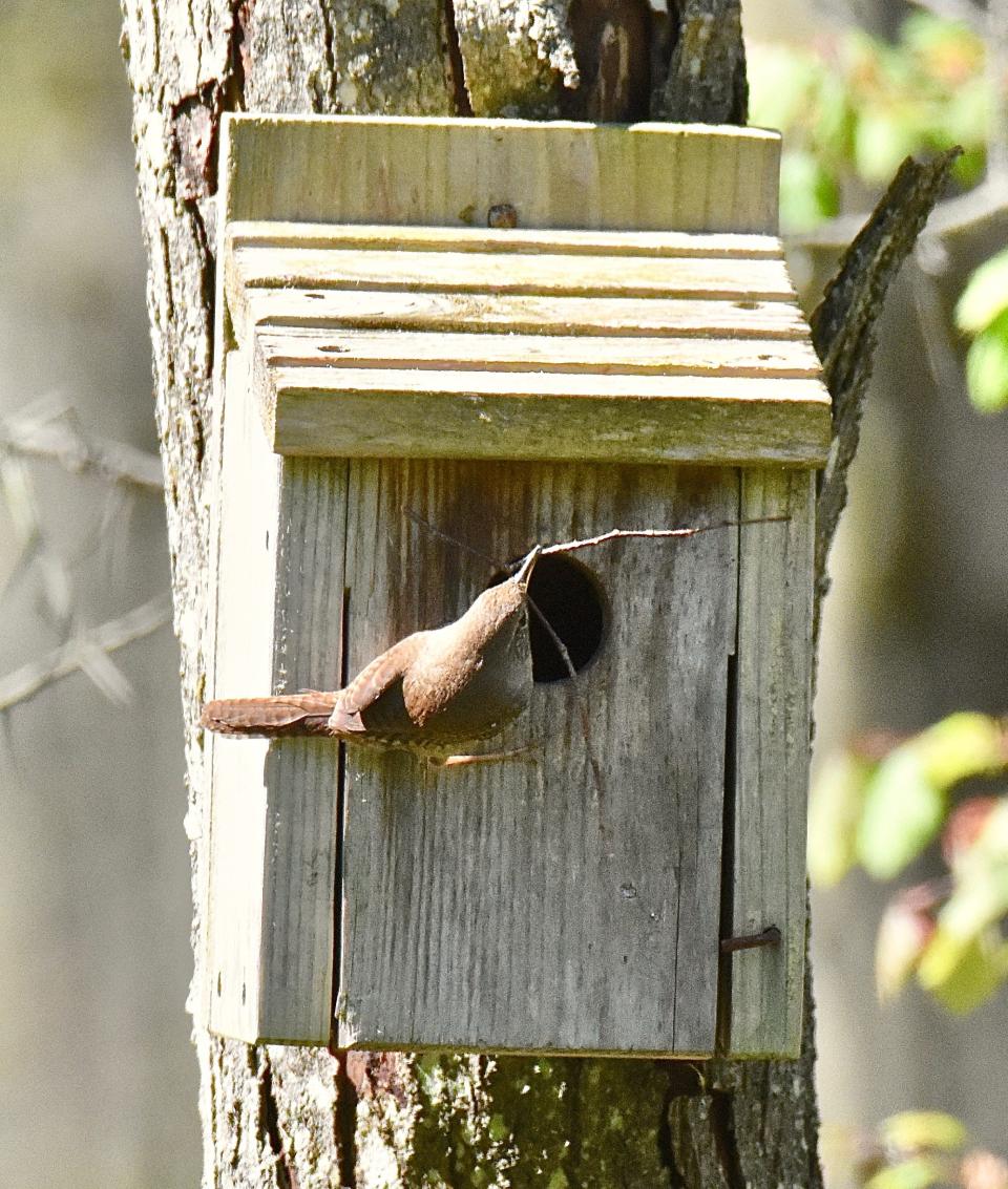 House Wren with twigs at nest box