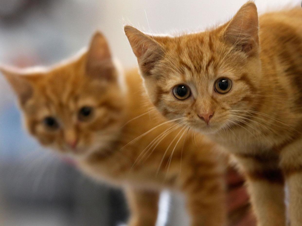 The police have revealed who they think murdered and mutilated over 400 cats in Croydon: Getty
