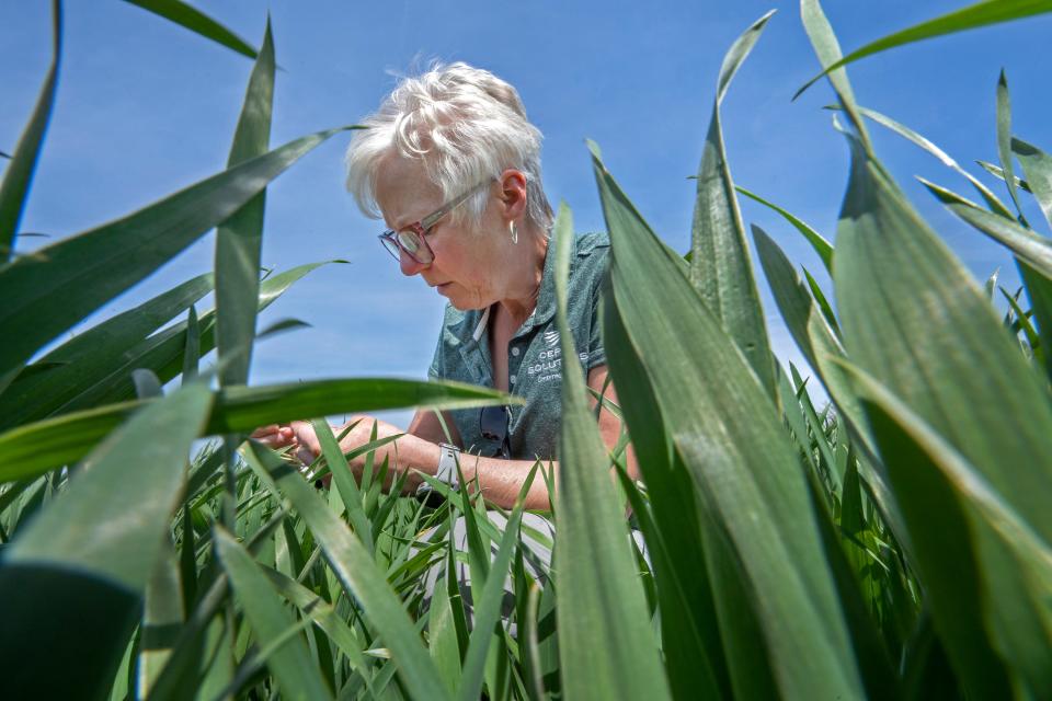 Betsy Bower, an agronomist for Ceres Solutions Cooperative, checks wheat stage in a farmer’s field near Terre Haute.