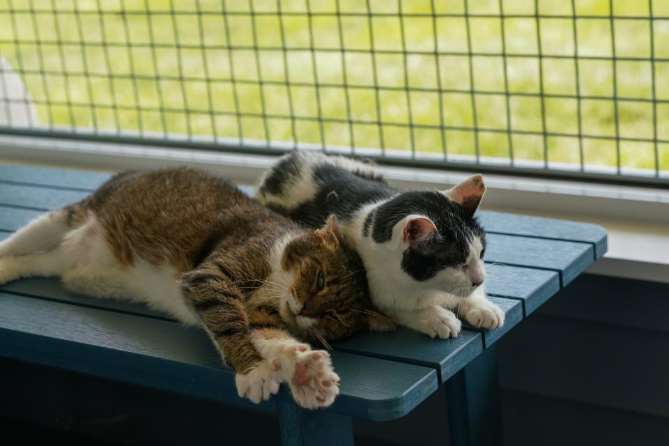 Two adoptable cats relaxing in one of Faithful Friends Animal Society's new catios on July 26, 2023.