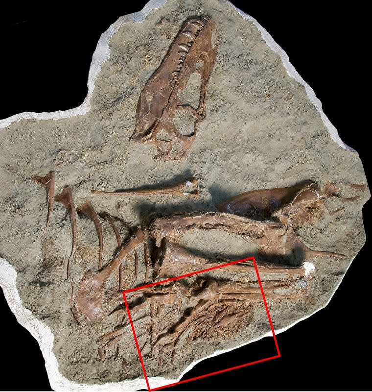 El esqueleto fosilizado de 75 millones de años de un ejemplar juvenil de Gorgosaurus, un dinosaurio carnívoro que vivió durante el Período Cretácico en lo que hoy es la provincia canadiense de Alberta, con la vista izquierda que muestra la ubicación de los miembros posteriores del contenido del estómago de un pequeño dinosaurio llamado Citipes