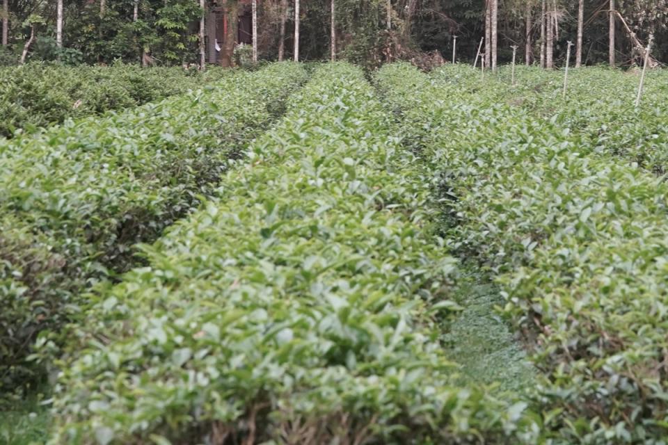 天芳茶園不僅通過有機認證，且製茶廠通過農委會安全衛生四星級評鑑認證。   圖：新北市農業局提供