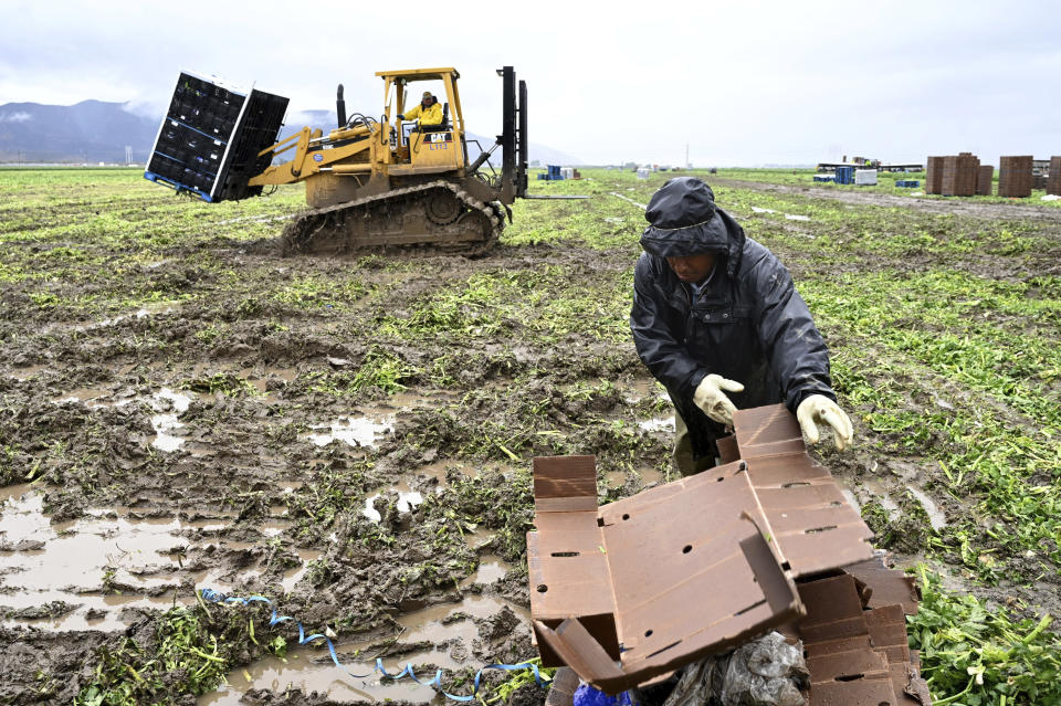 Gilberto Luis Lopez clears cardboard from a celery field Thursday, Dec. 21, 2023, in Camarillo, Calif. A Pacific storm has pounded parts of Southern California with heavy rain, street flooding and a possible tornado, adding to hassles as holiday travel gets underway. (AP Photo/Michael Owen Baker)