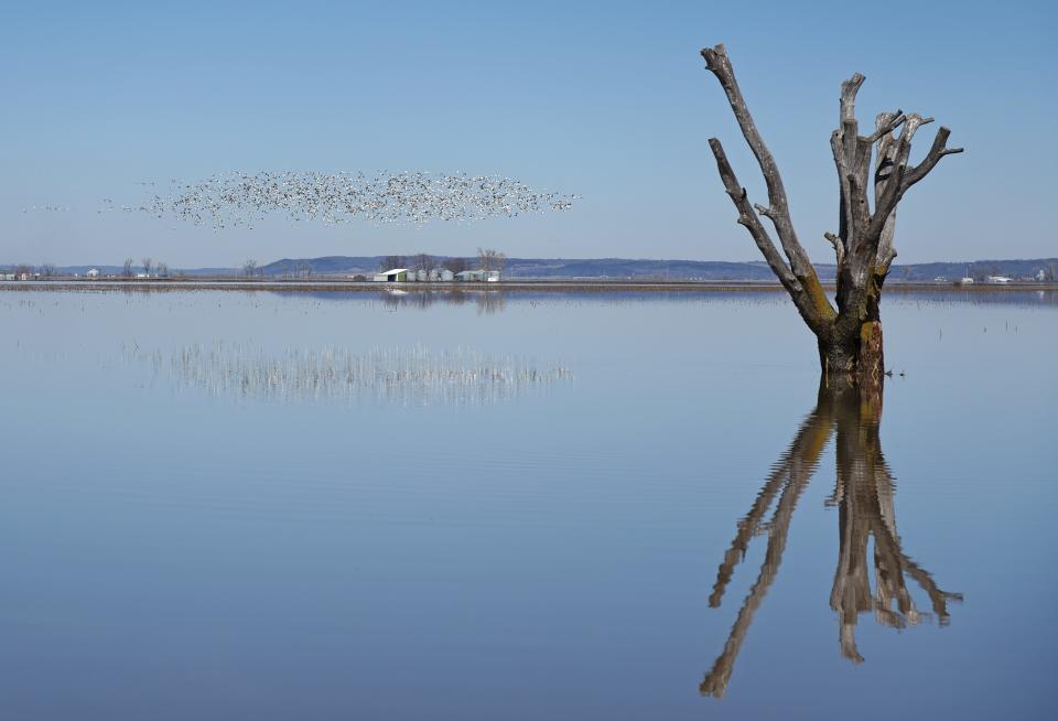 A flock of snow geese fly over flooded fields outside Sidney on Friday, March 22, 2019.