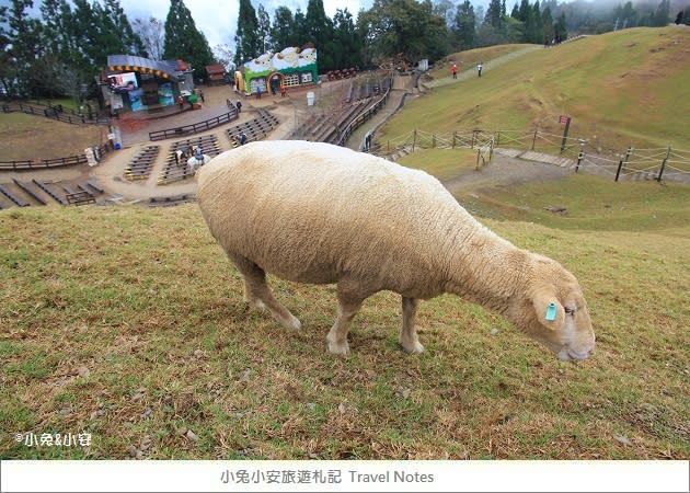 『綿羊城堡』清境農場雪國的綿羊城堡，夢幻婚紗景點～