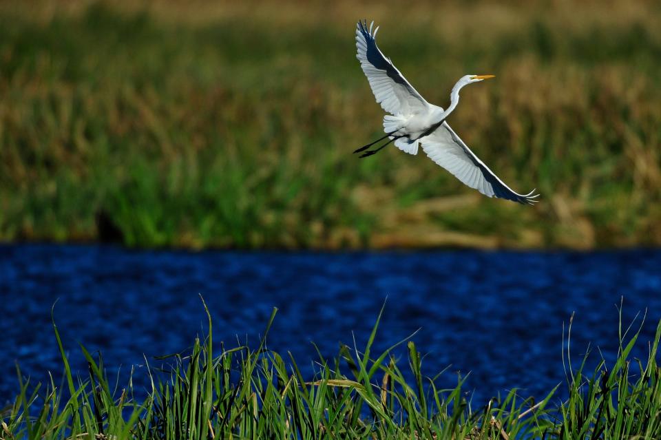 A great egret takes flight at Phinizy Swamp Nature Park on a February day in 2013. The park and the Phinizy Swamp Wildlife Management Area supports more than 200 species of birds and was designated an "Important Bird Area" by the Audubon Society.