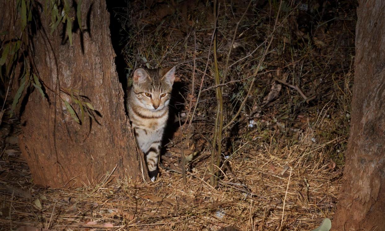 <span>Hundreds of people took part in the hunting contest in North Canterbury that targets feral cats - a pest in New Zealand.</span><span>Photograph: Minden Pictures/Alamy</span>