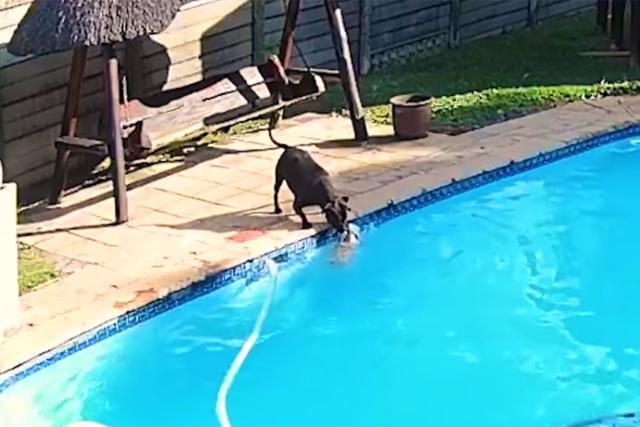 Dog Saves Her Tiny Canine Friend from Drowning in Owner's Swimming Pool: 'Really Proud of Her'