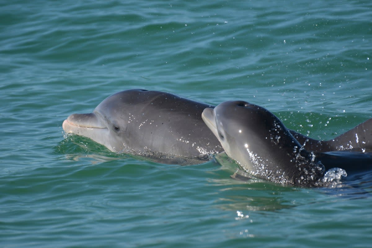 Representational photo: Bottlenose dolphins swim in open waters off Sarasota Bay, Florida (via AP)