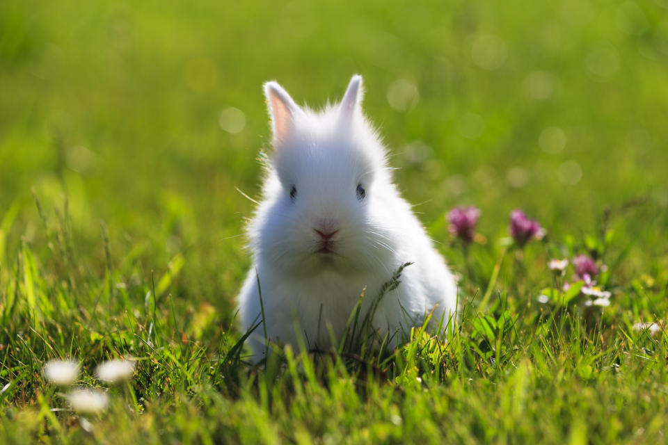 Young three weeks old whtie dwarf rabbit on grass in a garden