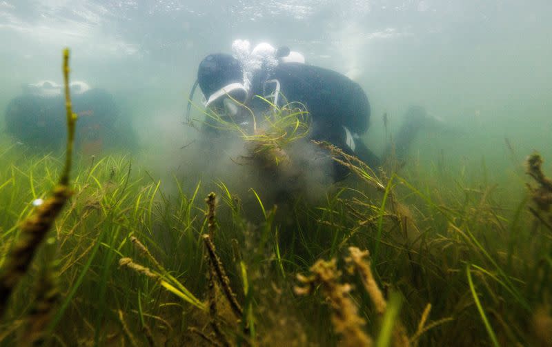 The Wider Image: In Baltic Sea, citizen divers restore seagrass to fight climate change