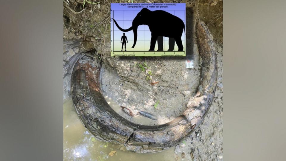 PHOTO: A complete Columbian mammoth ivory has been unearthed in Madison County, Mississippi. (Mississippi Department of Environmental Quality)