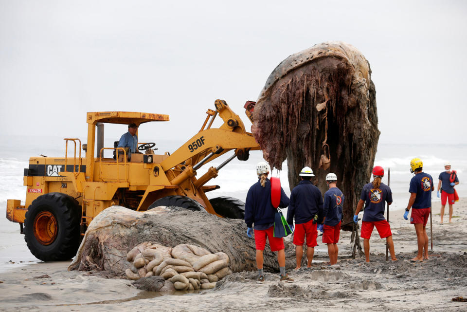 Heavy machinery removes the carcass of a large humpback whale 