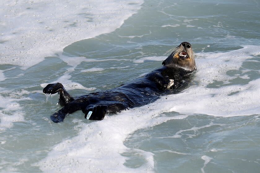 SANTA CRUZ, CA - JULY 13: This sea otter - which remains nameless - has been attacking and terrorizing surfers along the Santa Cruz coastline on Thursday, July 13, 2023 in Santa Cruz, CA. The otter has a blue tag on its foreleg. A renegade sea otter is terrorizing California surfers with aggresive behavior. Since mid-June, an otter - which remains nameless - has been attacking and terrorizing surfers off the Santa Cruz coastline - in at least one case, stealing a board. (Gary Coronado / Los Angeles Times)