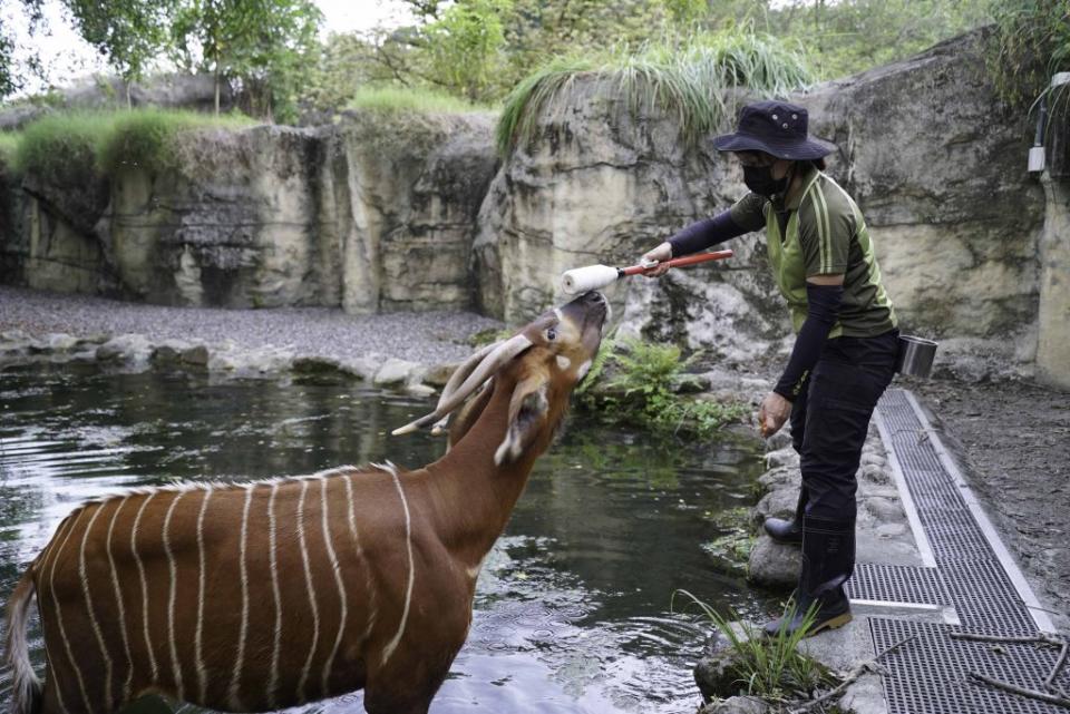 保育員搭配目標棒引導，讓羚羊們學習走入水池。（台北市立動物園提供）