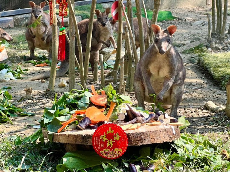 ▲沼林袋鼠望向滿漢全席。（圖／高雄市觀光局提供）