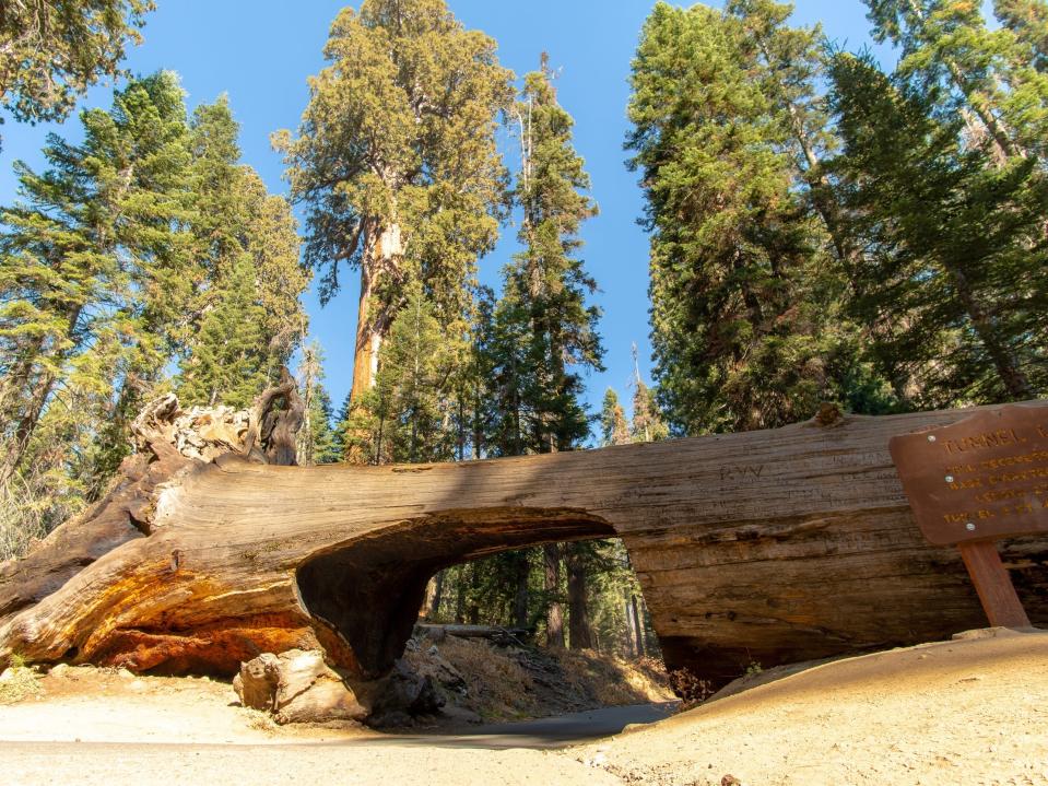 A car tunnel carved out into a large tree at Sequioa National Park