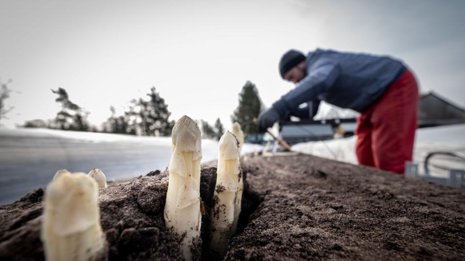 Erntehelfer stechen Spargelstangen auf einem Feld.