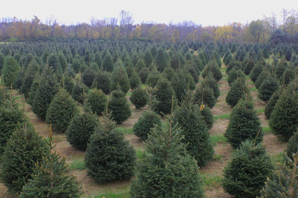 Barker’s Christmas Tree Farm: Lexington, KY