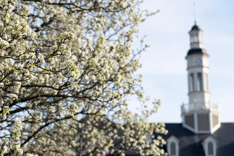 The Bradford Pear, an invasive species is in full bloom Monday, April 10, 2023, in Carmel.