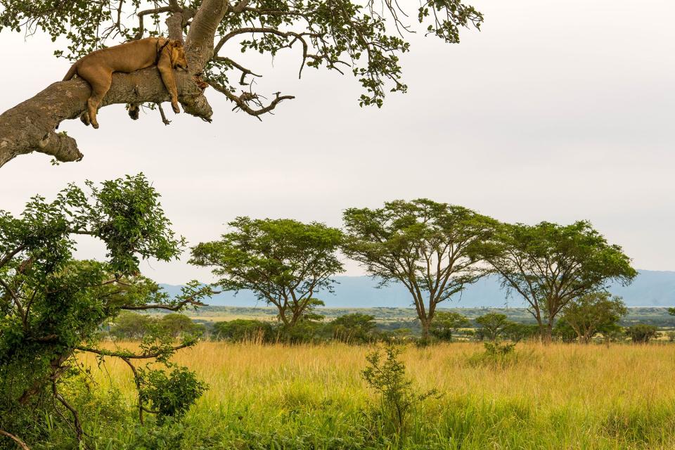 A lion in a tree in Queen Elizabeth National Park