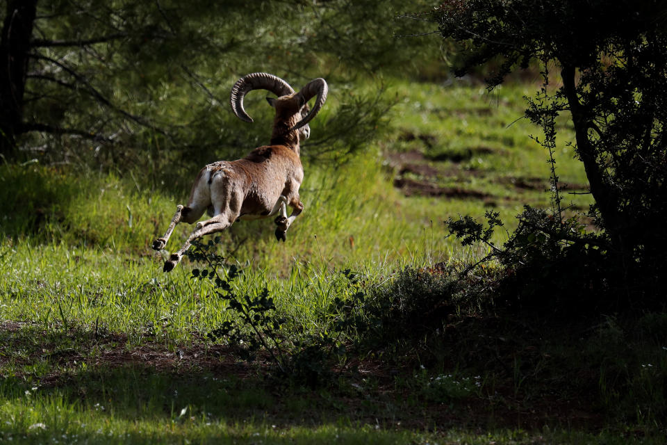 An endangered Mouflon sheep runs in the forest near abandoned village of Varisia, inside the U.N controlled buffer zone that divide the Greek, south, and the Turkish, north, Cypriot areas since the 1974 Turkish invasion, Cyprus, on Friday, March 26, 2021. Cyprus' endangered Mouflon sheep is one of many rare plant and animal species that have flourished a inside U.N. buffer zone that cuts across the ethnically cleaved Mediterranean island nation. Devoid of humans since a 1974 war that spawned the country’s division, this no-man's land has become an unofficial wildlife reserve. (AP Photo/Petros Karadjias)