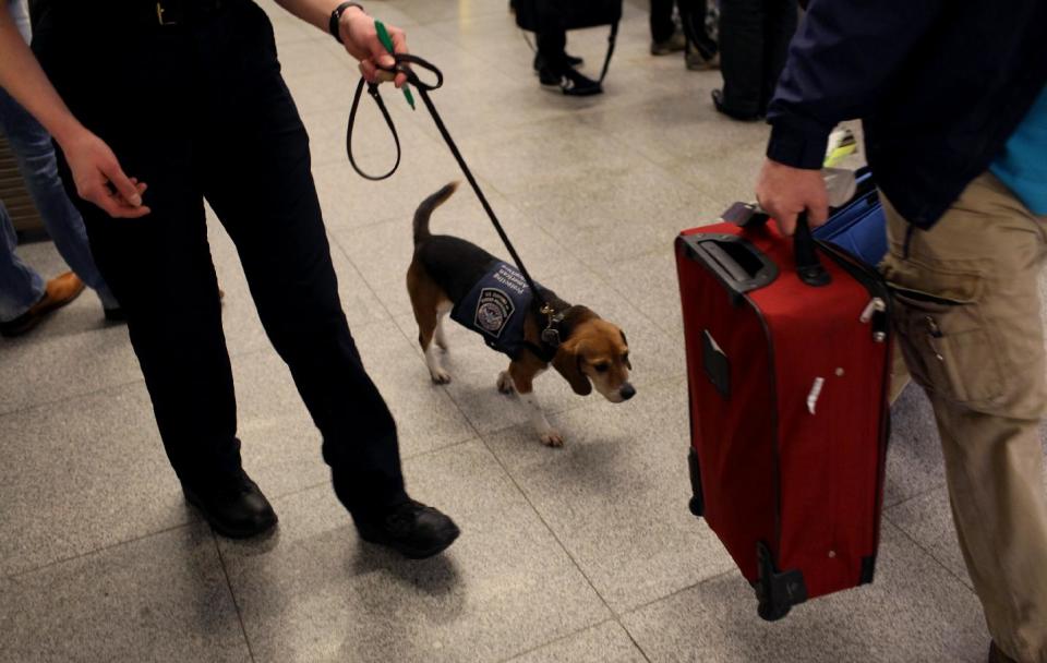 In this Feb. 9, 2012 photo, Meghan Caffery, a U.S. Customs and Border Protection Agriculture Specialist, works with Izzy, an agricultural detector beagle whose nose is highly sensitive to food odors, as the dog sniffs among incoming baggage and passengers at John F. Kennedy Airport's Terminal 4 in New York. This U.S. Customs and Border Protection team works to find foods and plants brought in by visitors that are considered invasive species or banned products, some containing insects or larvae know to be harmful to U.S. agriculture. (AP Photo/Craig Ruttle)