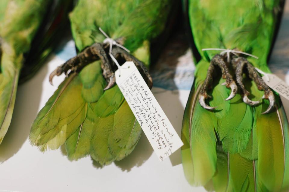 String binds the feet of a pair of parrot specimens in a lab