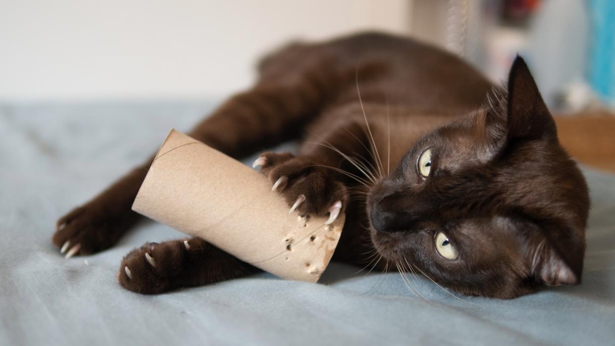  Cat playing with toilet roll. 