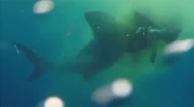 The tiger shark is seen repeatedly biting into the cow before swimming away. Photo: Newsflare/YouTube