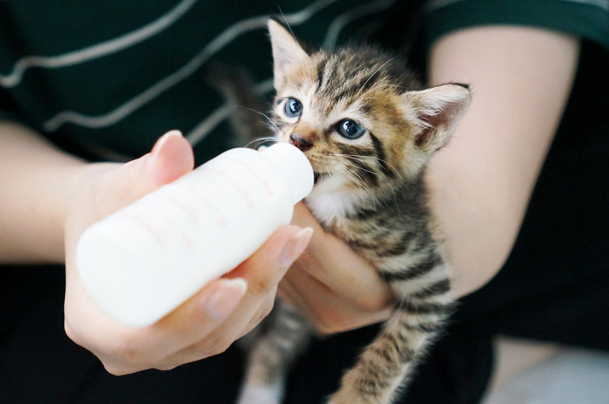 Woman Feeding Tabby Kitten With Bottle