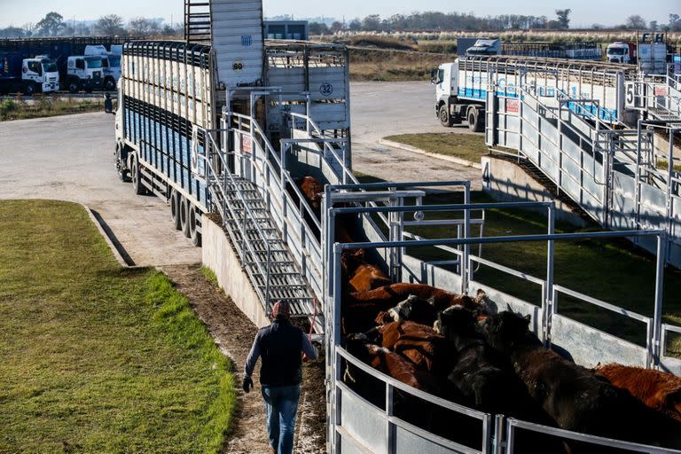 El Mercado Agroganadero de Cañuelas