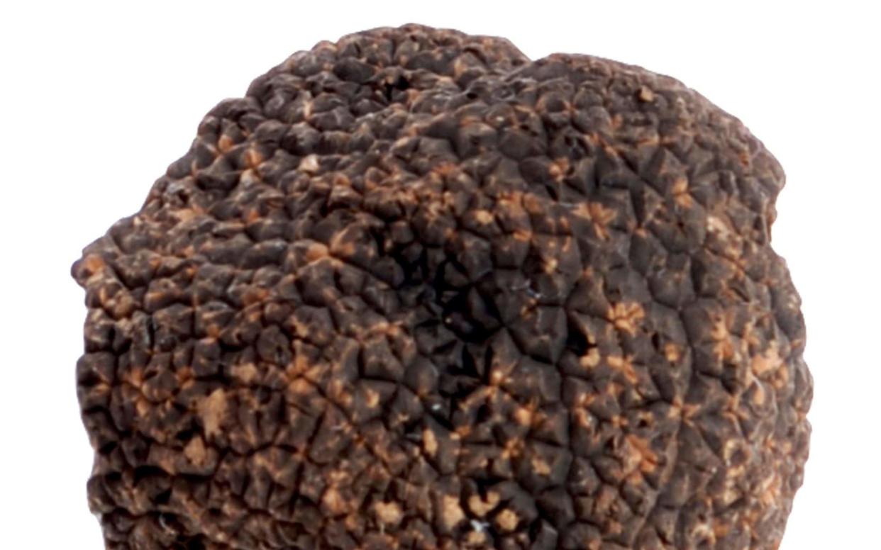 Rare black truffle grown in Britain for first time  - PA