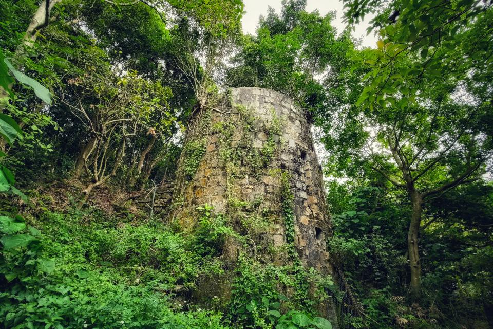 在山林間的廢棄草廬，已變成植物樂園