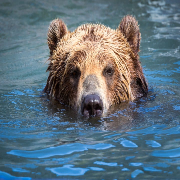 a bear swimming