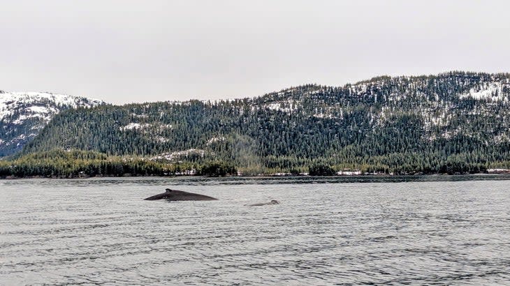 <span class="article__caption">In an area so infrequently visited by humans, other wildlife was abundant. We saw humpback whales, Dall’s porpoises, otters, eagles, and more. </span> (Photo: Wes Siler)