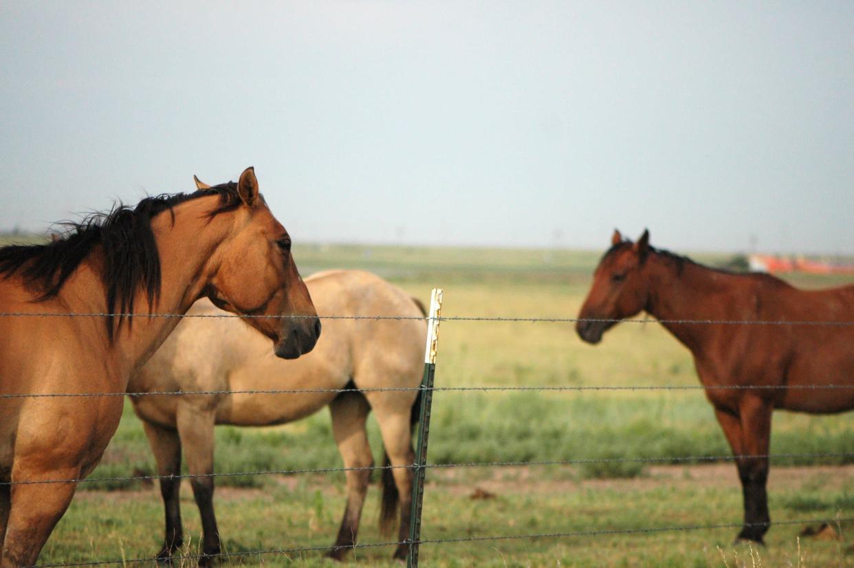 Quelques chevaux (Photo d'illustration). - Flickr - CC Commons - Agrilife Today