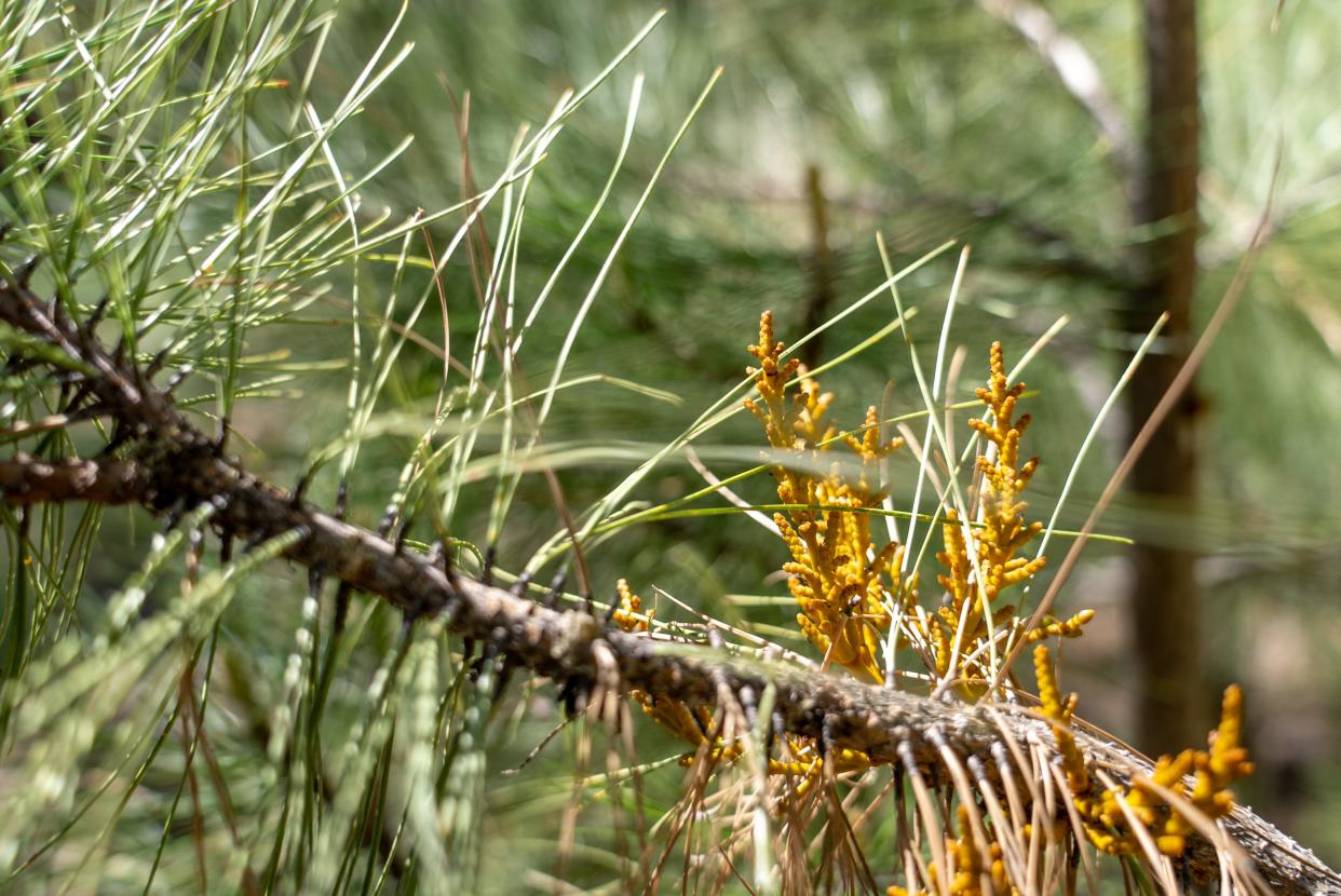 A mistletoe infection is seen on a tree near Baker Butte on May 16, 2022. Trees infected with mistletoe are often designated to be cut.