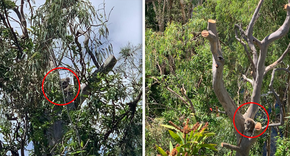 A Gold Coast koala sits in a tree denuded of foliage at a development site. Source: Supplied / Amy Wregg