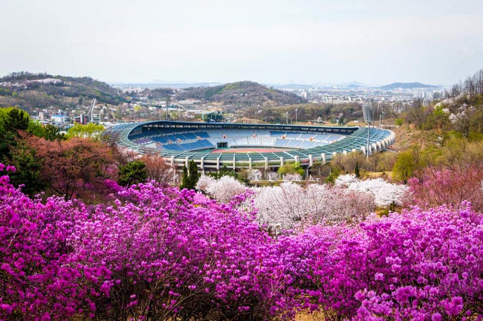 遠美山杜鵑花（Photo by KTO Kim Jiho, 韓國觀光公社提供）