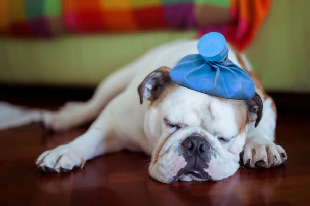 PHOTO: Sick dog with an ice bag on its head. (STOCK PHOTO/Getty Images)
