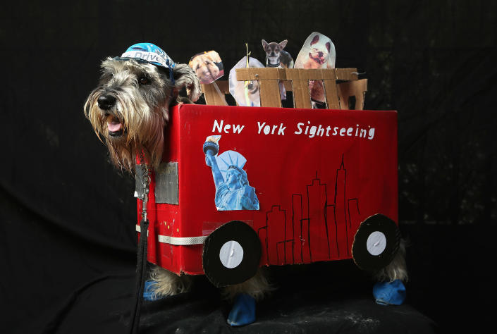 Nacho, a four-year-old Schnauzer, poses as a New York sightseeing bus driver at the Tompkins Square Halloween Dog Parade. (Photo by John Moore/Getty Images)