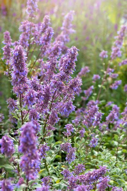 purple catmint flower spikes in a sunny garden