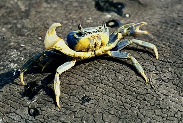 An adult blue land crab.