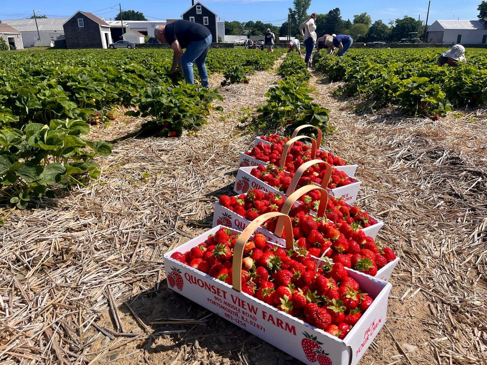 Strawberries from Quonset View Farm are lined up in a picking field.